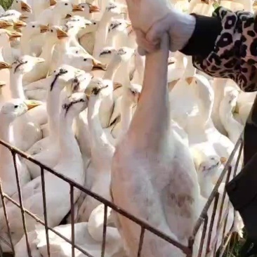 白条鹅