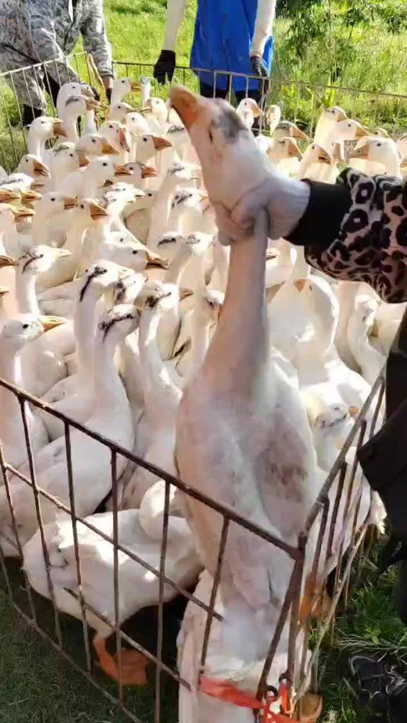 白条鹅