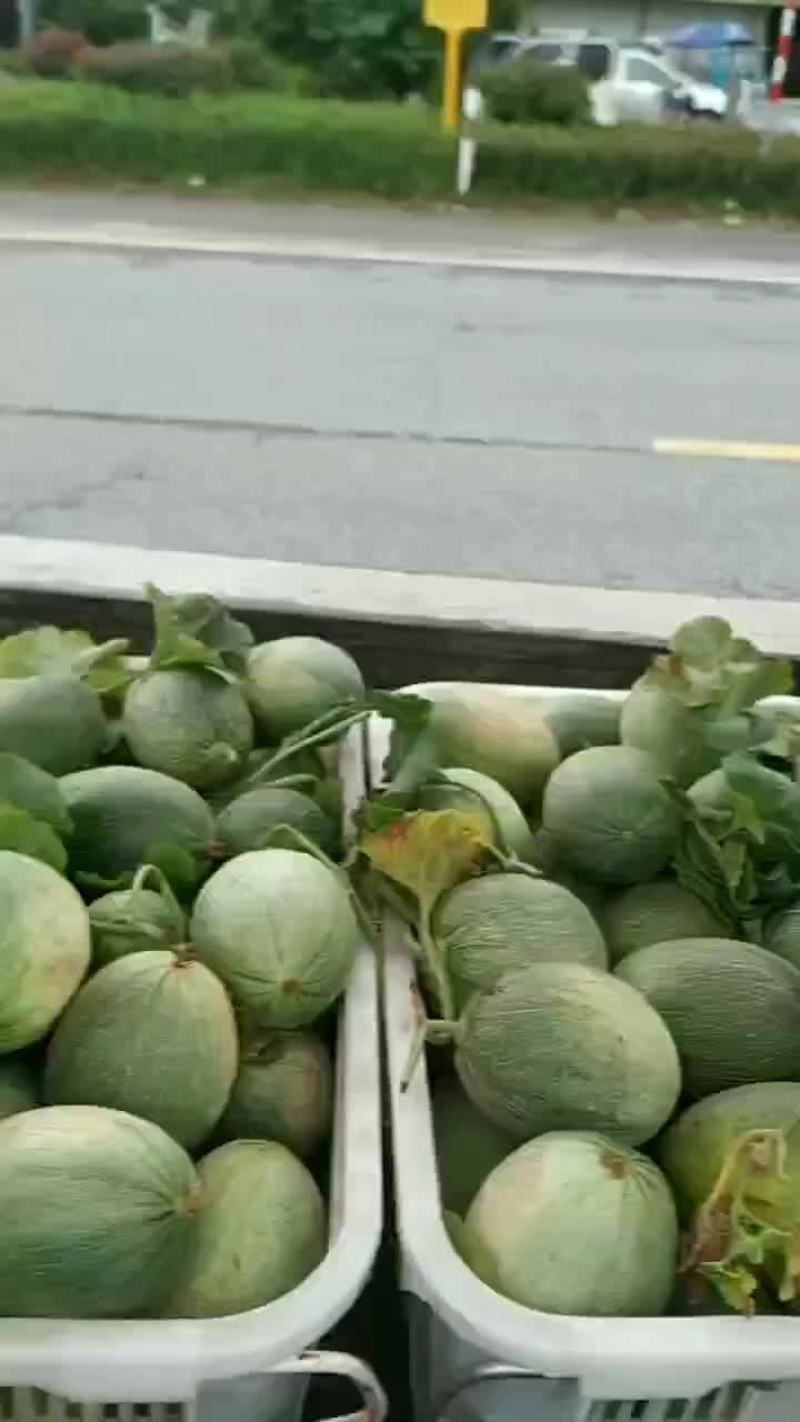 甜瓜