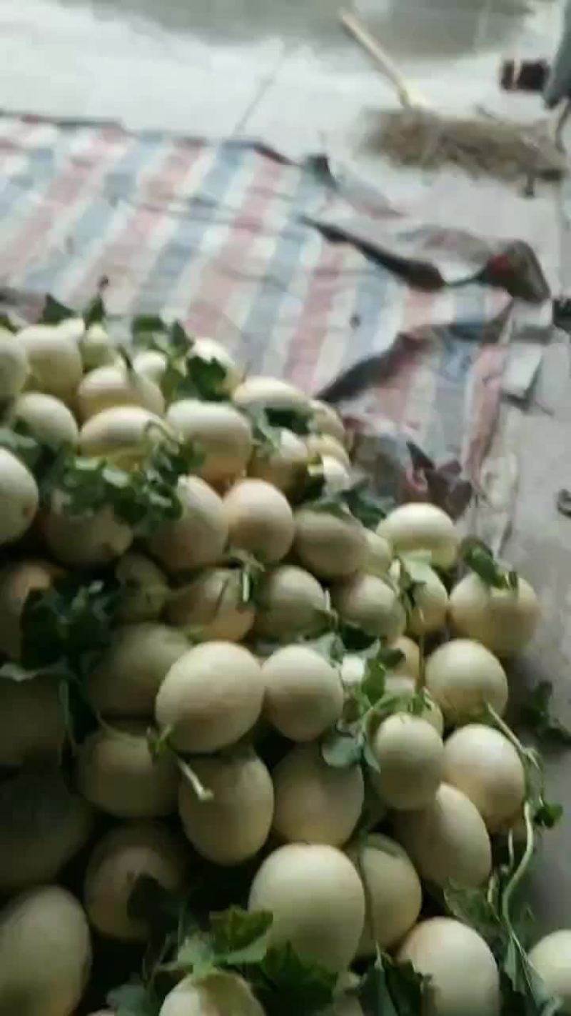 甜瓜