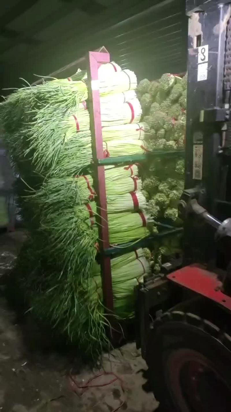 丰县红帽冷库蒜薹物有所值开始出库中手慢无