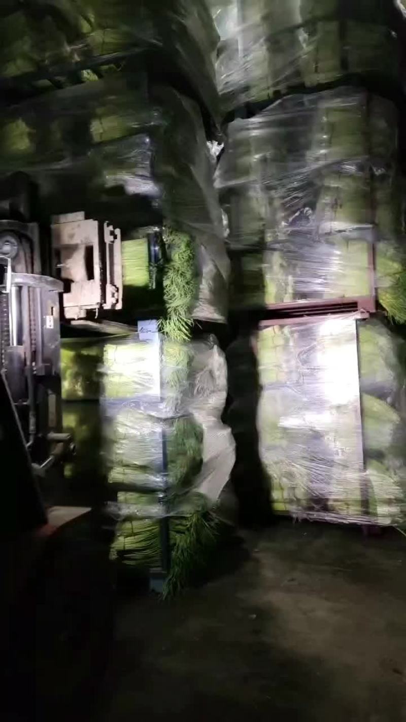 丰县红帽冷库蒜薹物有所值开始出库中手慢无
