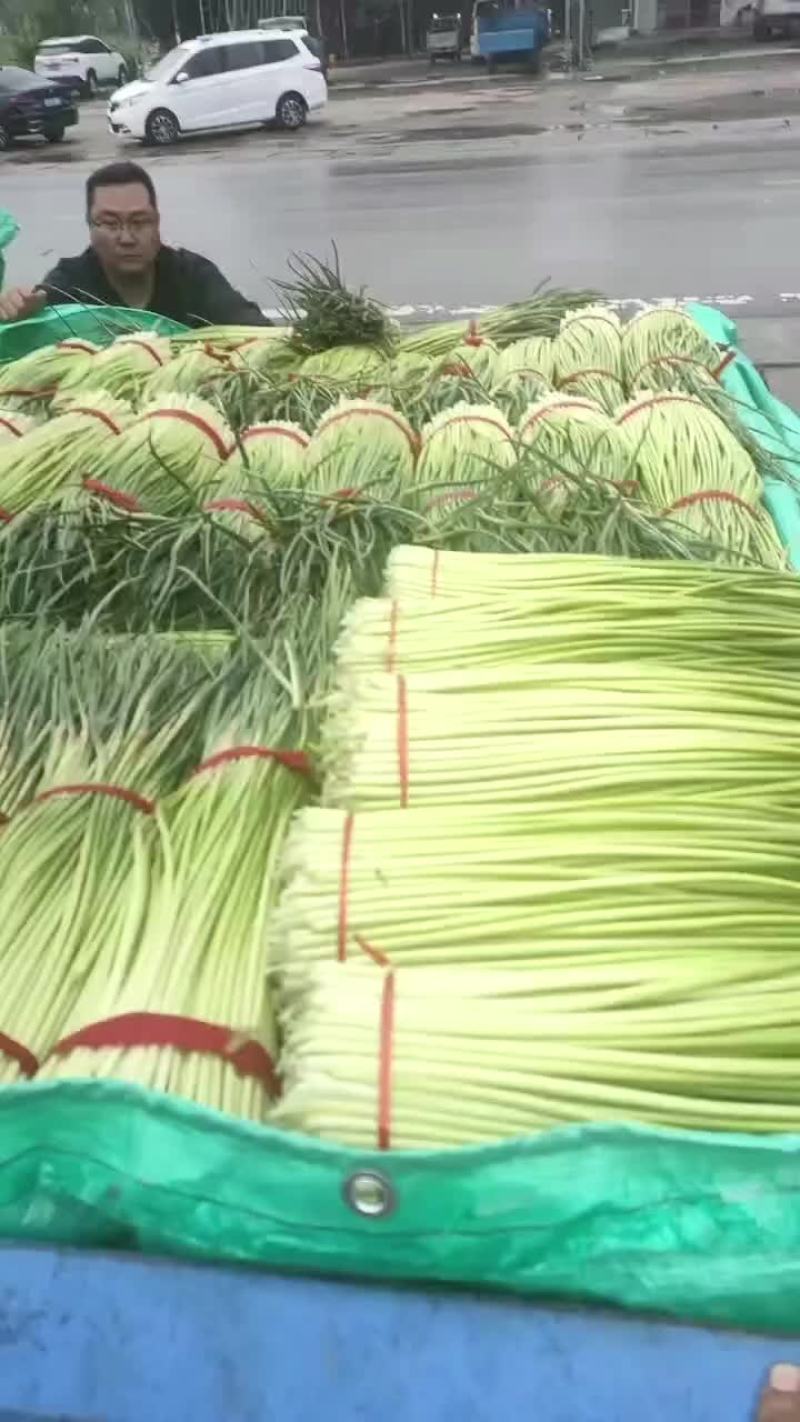 丰县红帽冷库蒜薹物有所值开始出库中手慢无