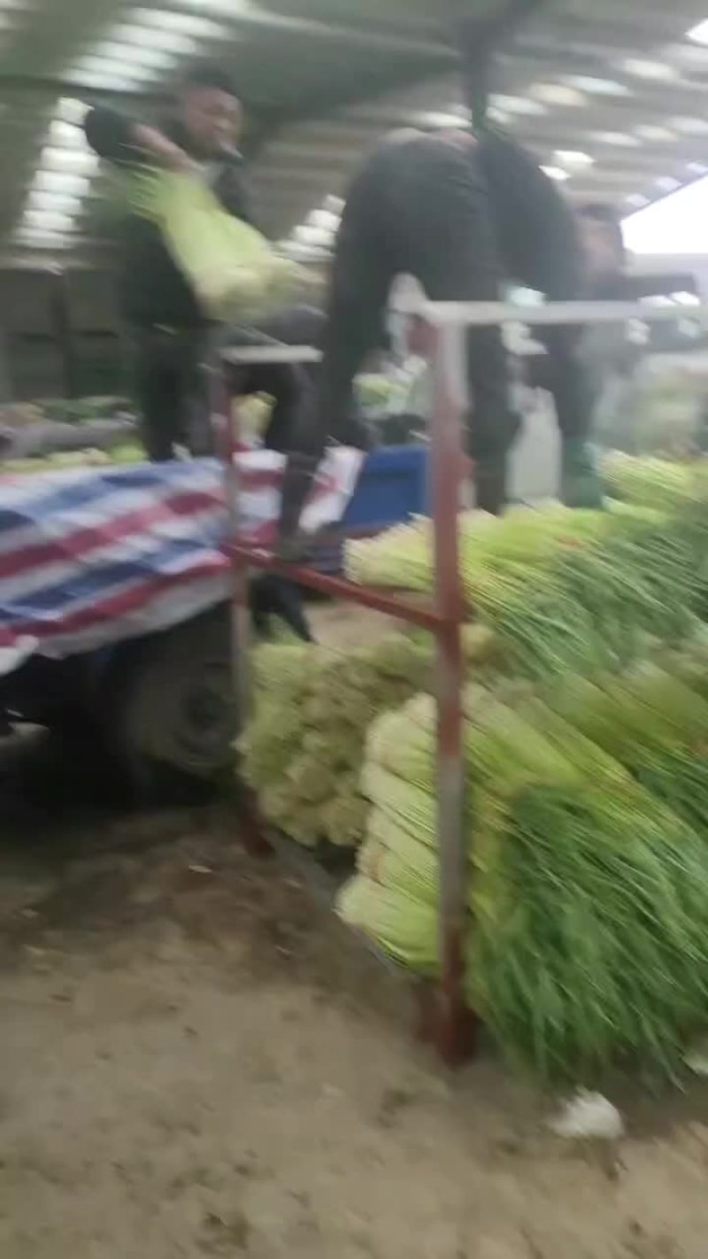 丰县红帽冷库蒜薹物有所值开始出库中手慢无