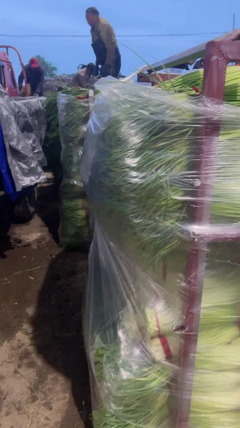 丰县红帽冷库蒜薹物有所值开始出库中手慢无