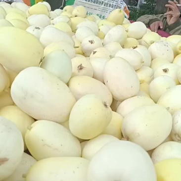 甜瓜，吊兰西瓜