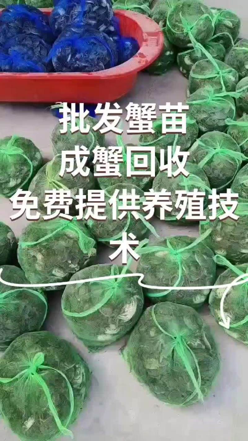 常年批发山东蟹苗，成蟹回收