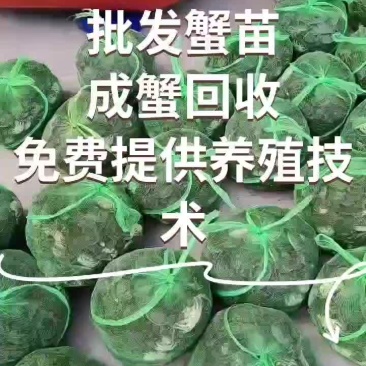 常年批发山东蟹苗，成蟹回收