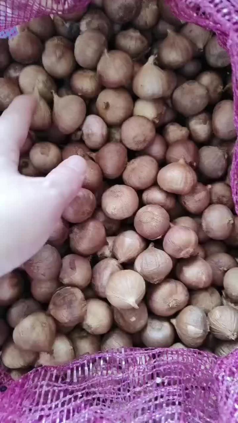 土特产火独蒜
