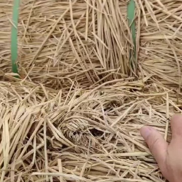 治沙稻草