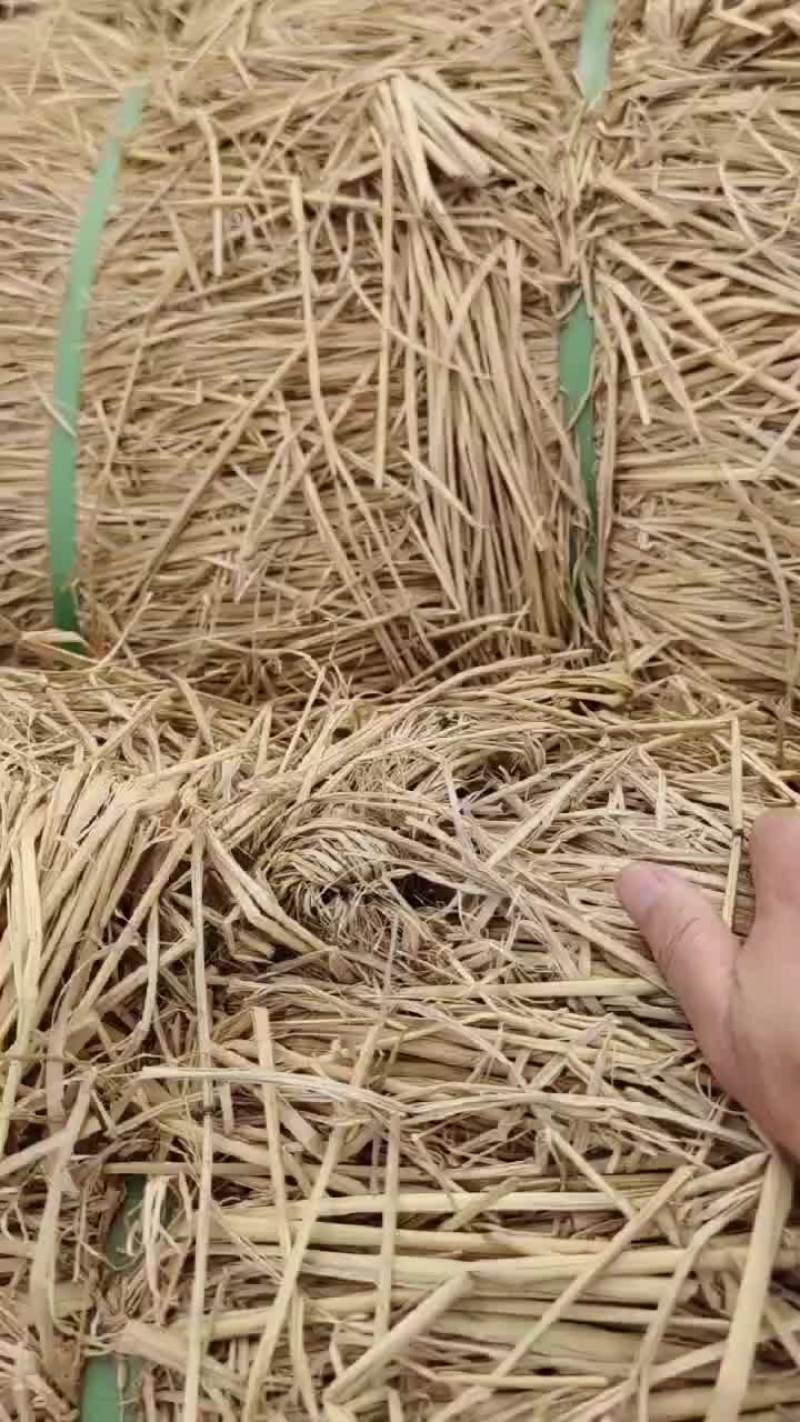 治沙稻草