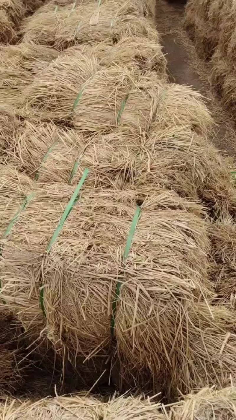 治沙稻草