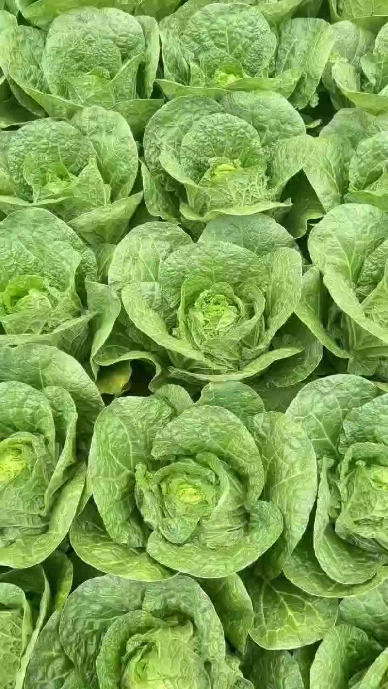 白菜