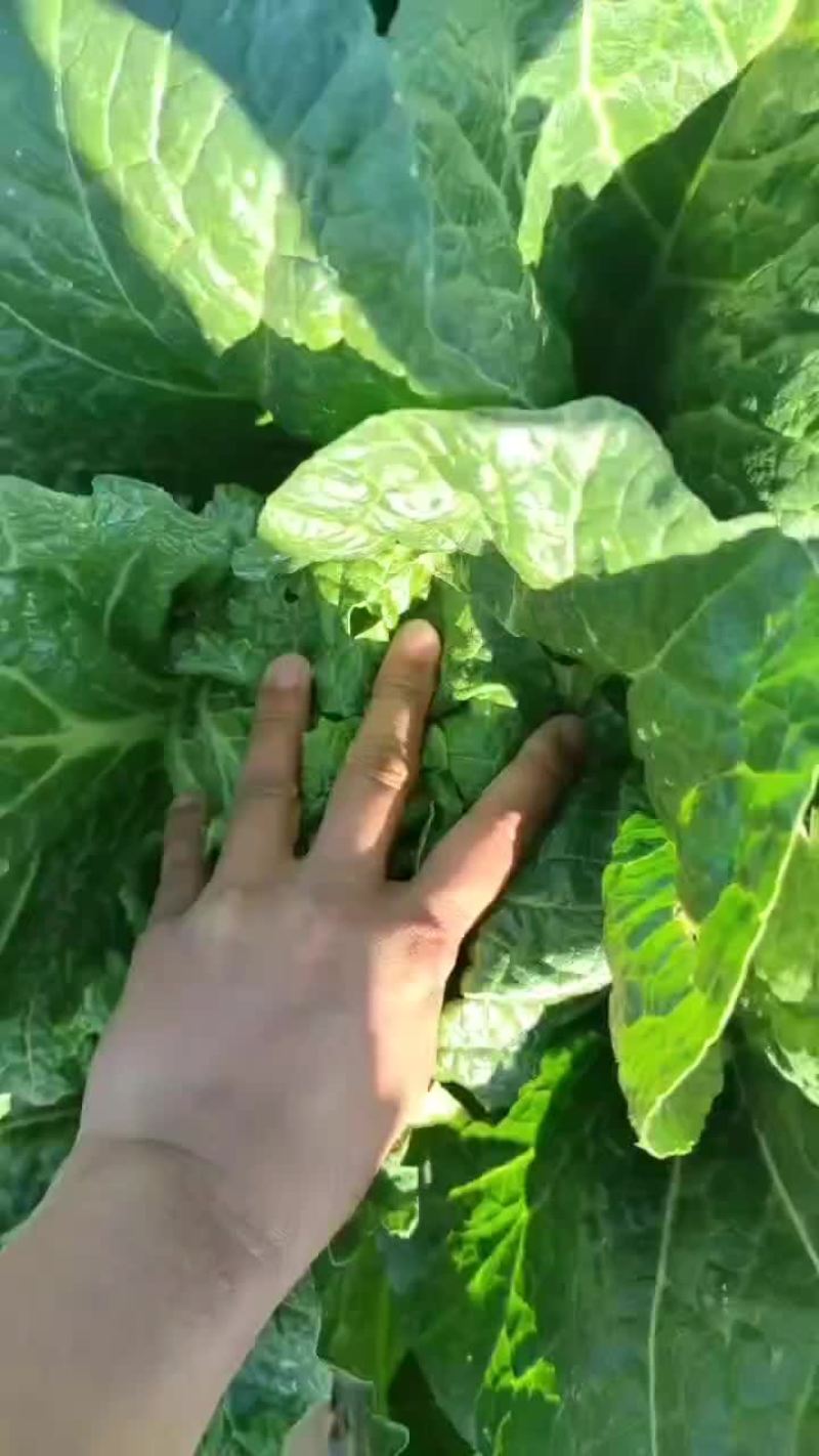 白菜