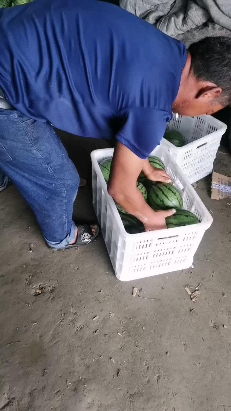 早春红玉