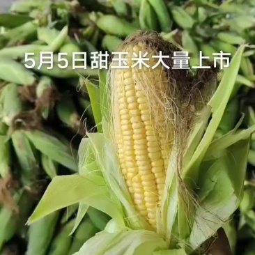 甜玉米