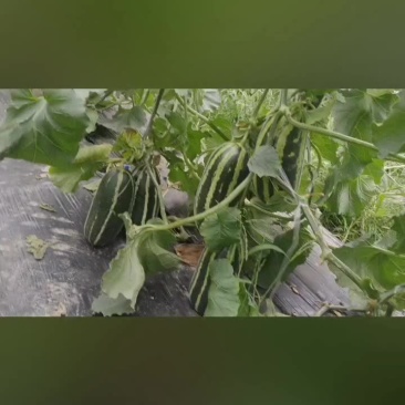 博洋，羊角蜜，红茄子，甜瓜，玉米