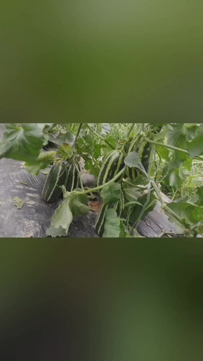 博洋，羊角蜜，红茄子，甜瓜，玉米
