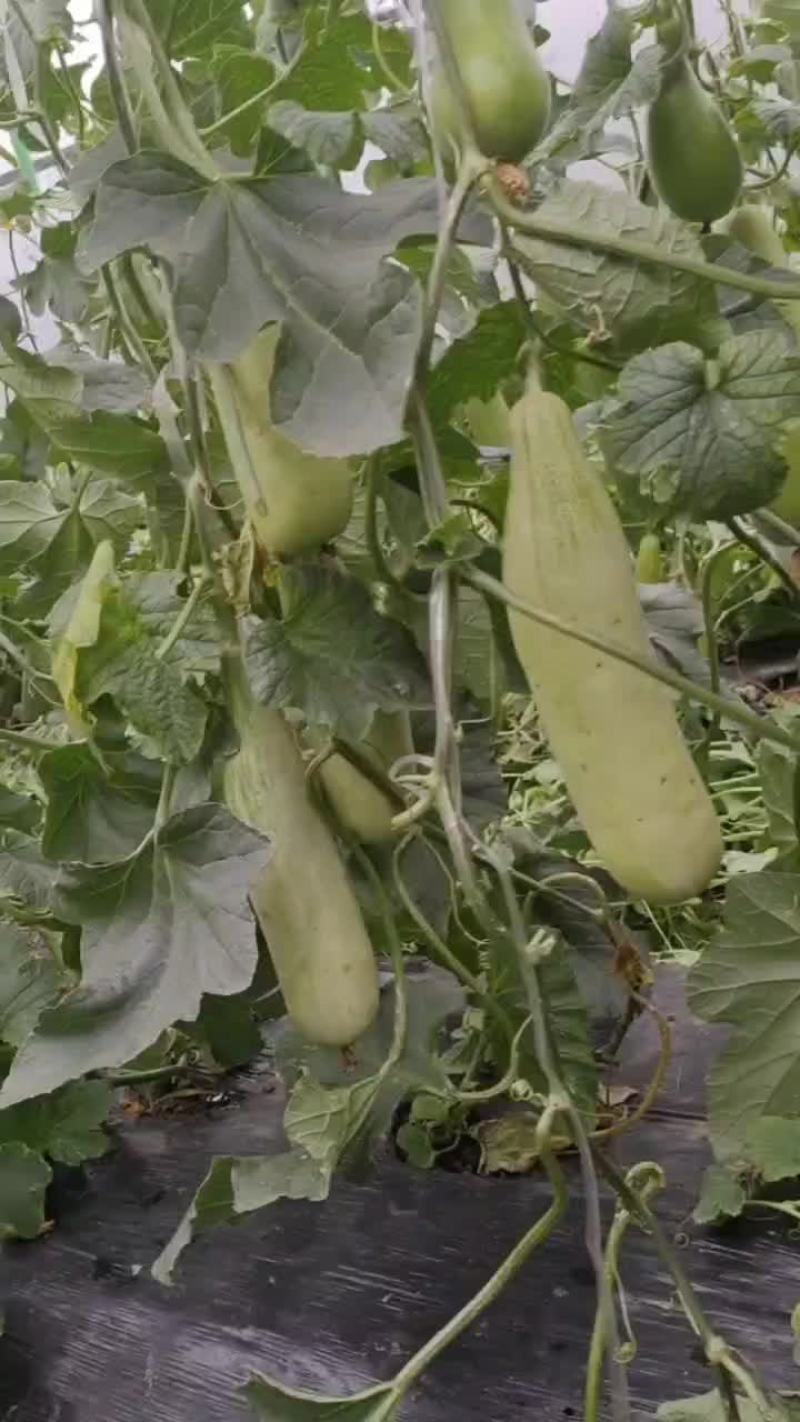 博洋，羊角蜜，红茄子，甜瓜，玉米