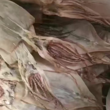 鱿鱼干，啊鱿鱿鱼干，品质高，干度高，可以定制，保证质量，