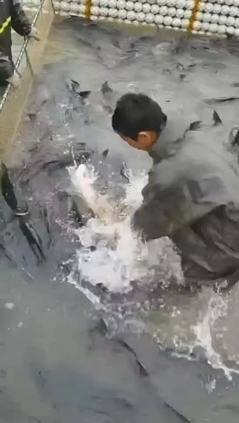 花鲢