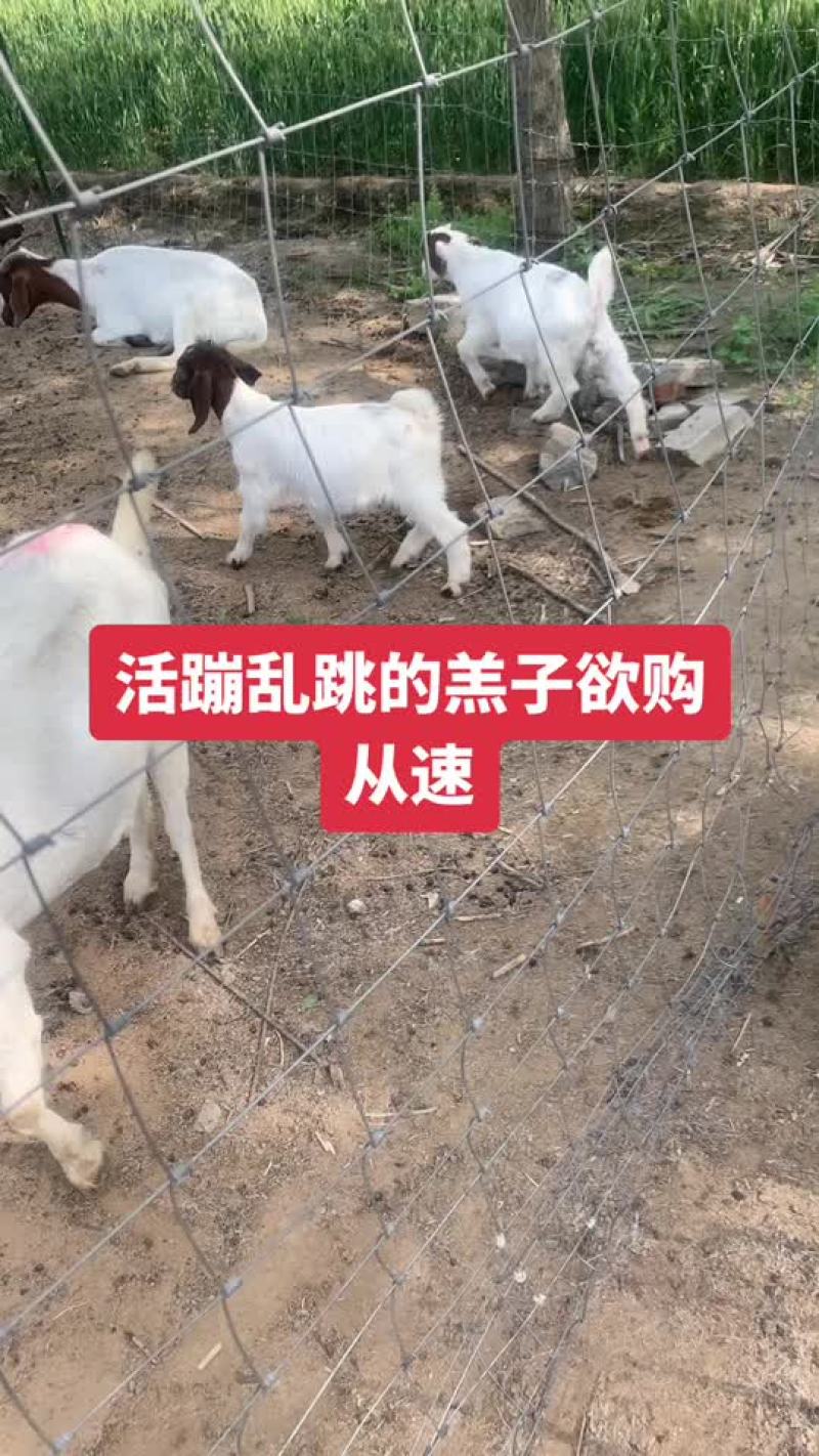 波儿山羊羔