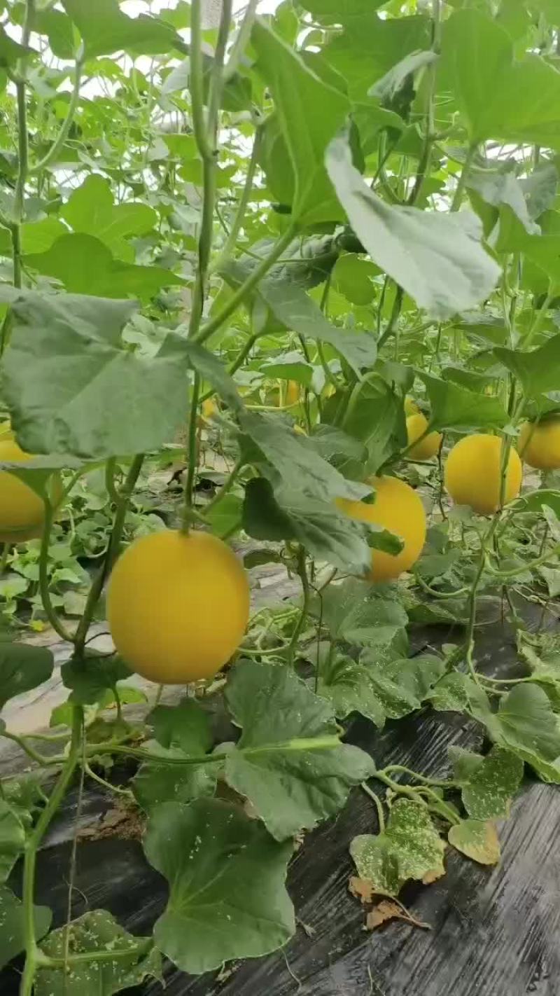 九瑞红甜瓜