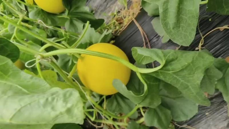 九瑞红甜瓜