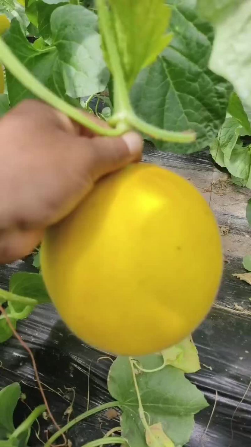 九瑞红甜瓜