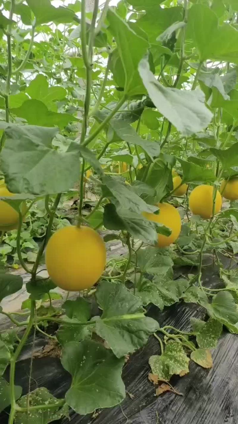 九瑞红甜瓜
