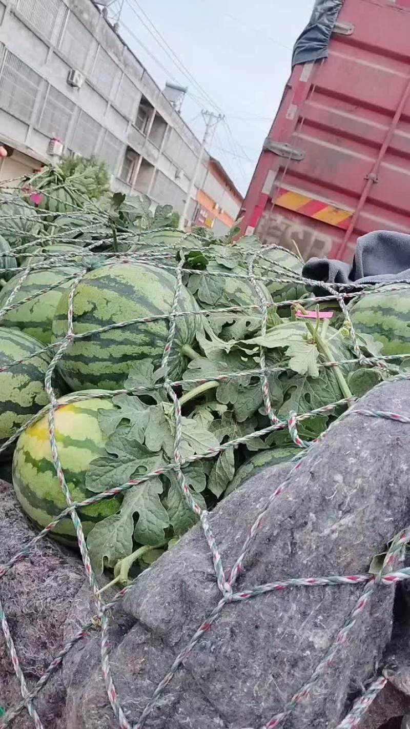 夏邑美都西瓜产地直供直发质量保证