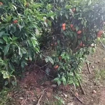 南宁沃甘