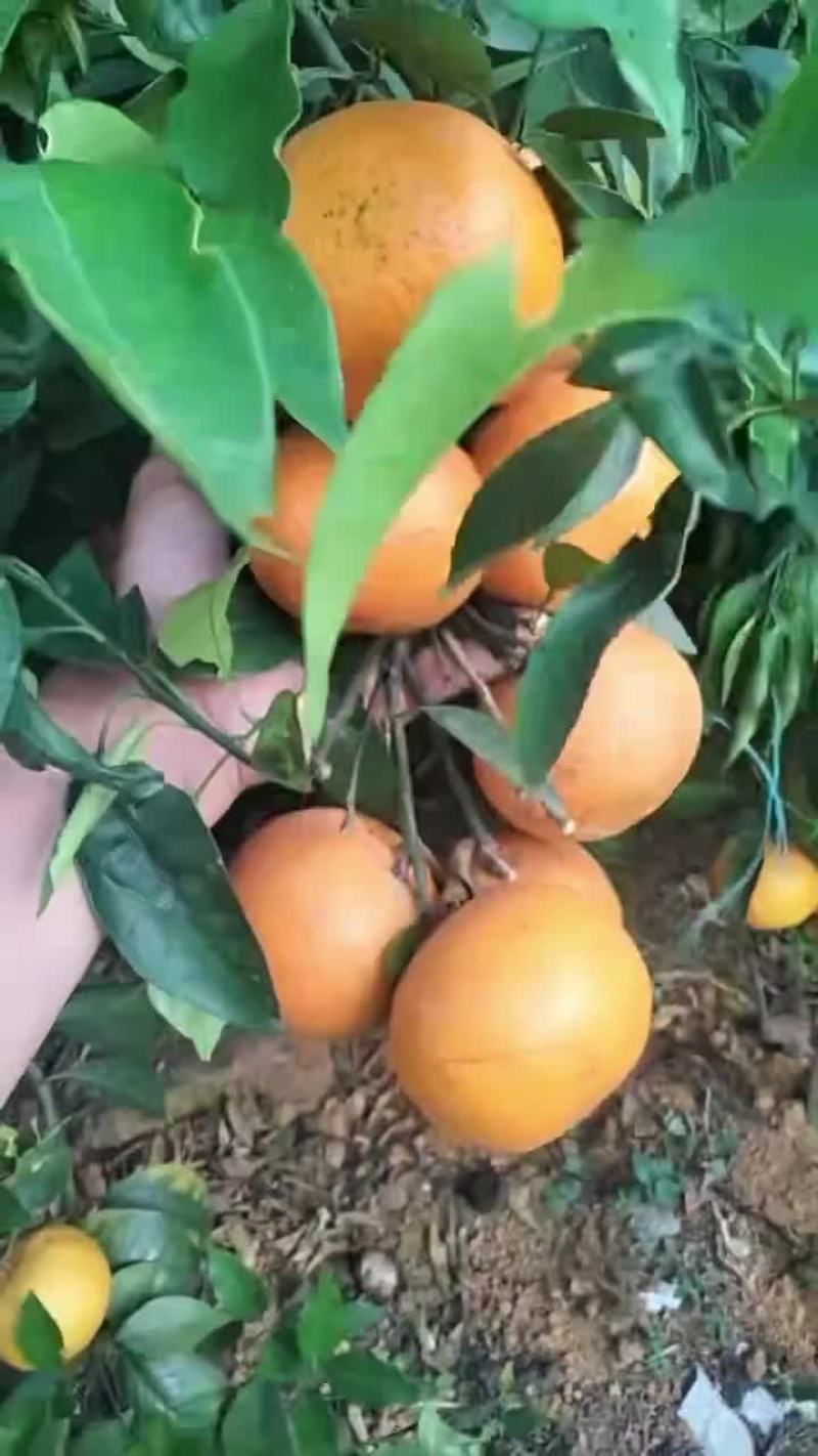 南宁沃甘