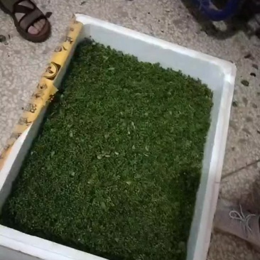 木姜子嫩果现采现发品质优良每年一次的尝鲜盛宴
