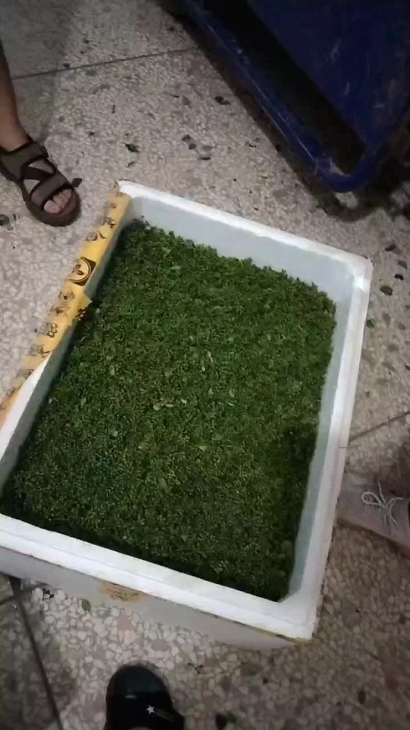 木姜子嫩果现采现发品质优良每年一次的尝鲜盛宴