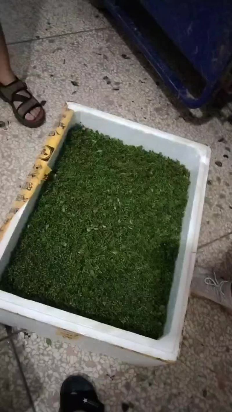 木姜子嫩果现采现发品质优良每年一次的尝鲜盛宴