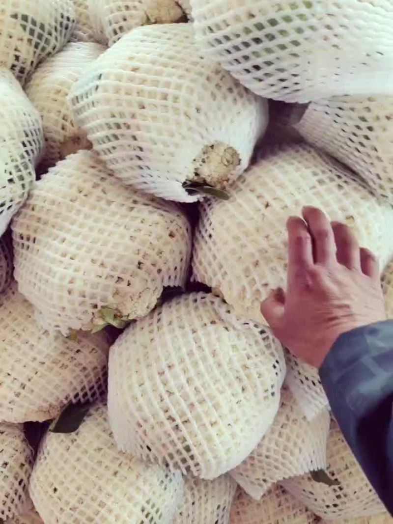 精品松花菜，产地一手货源，全国发货，量大从优，诚信经营
