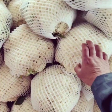 精品松花菜，产地一手货源，全国发货，量大从优，诚信经营