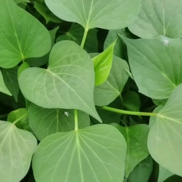 龙9，二五，西瓜黄，玛莎丽，洪尧，秦5，哈密