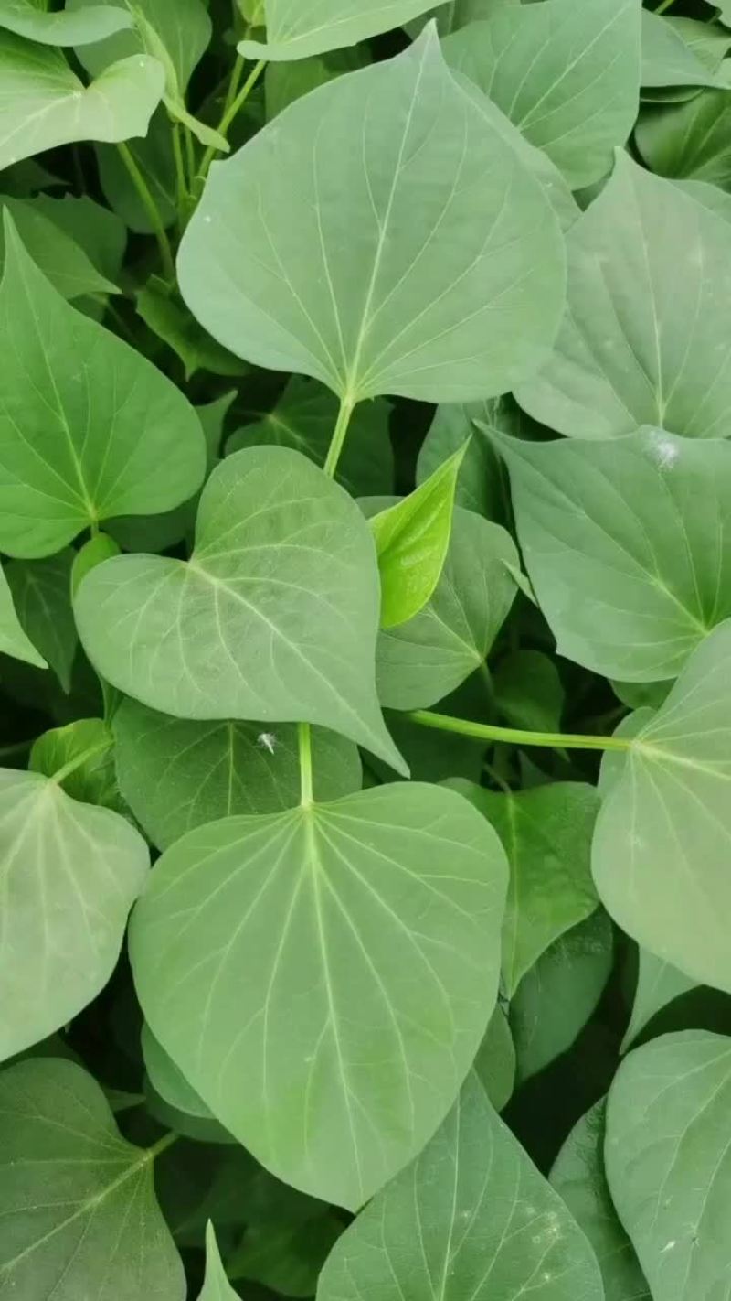 龙9，二五，西瓜黄，玛莎丽，洪尧，秦5，哈密