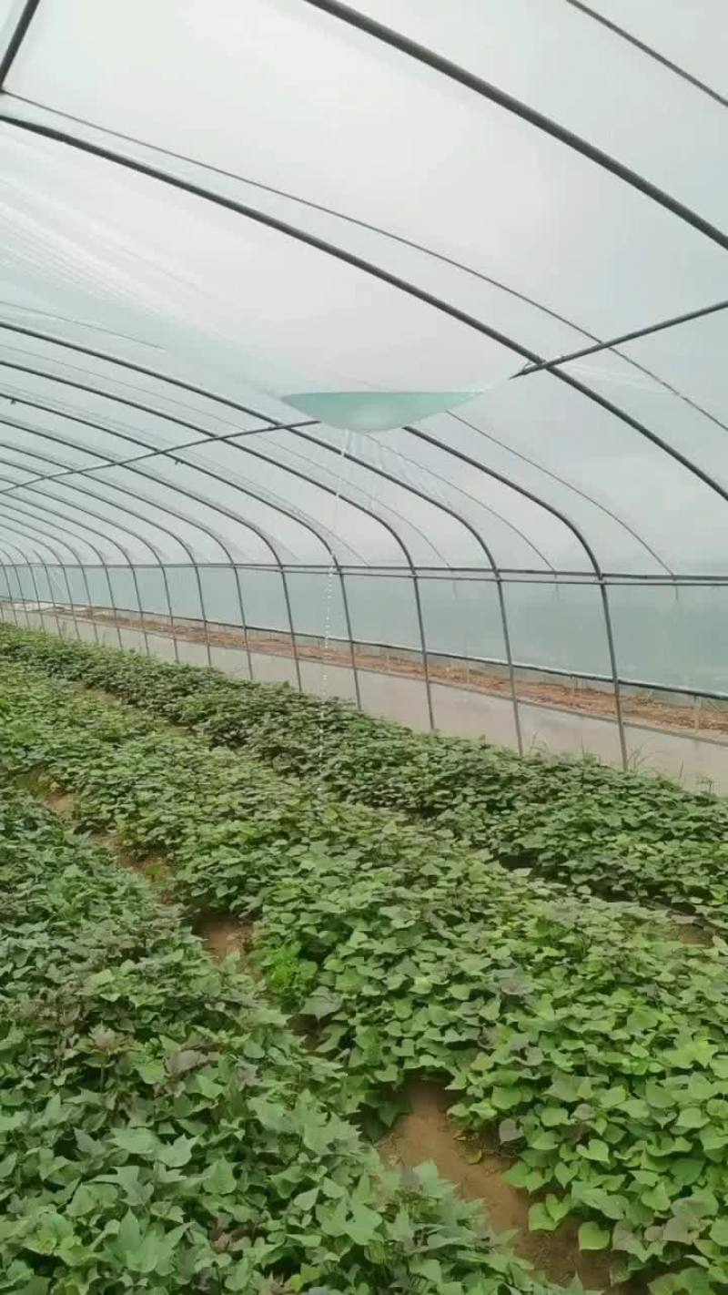 龙9，二五，西瓜黄，玛莎丽，洪尧，秦5，哈密