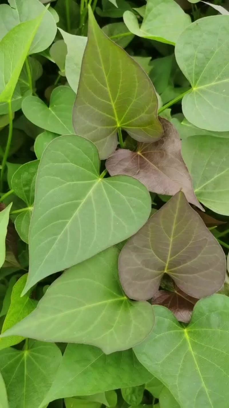 龙9，二五，西瓜黄，玛莎丽，洪尧，秦5，哈密