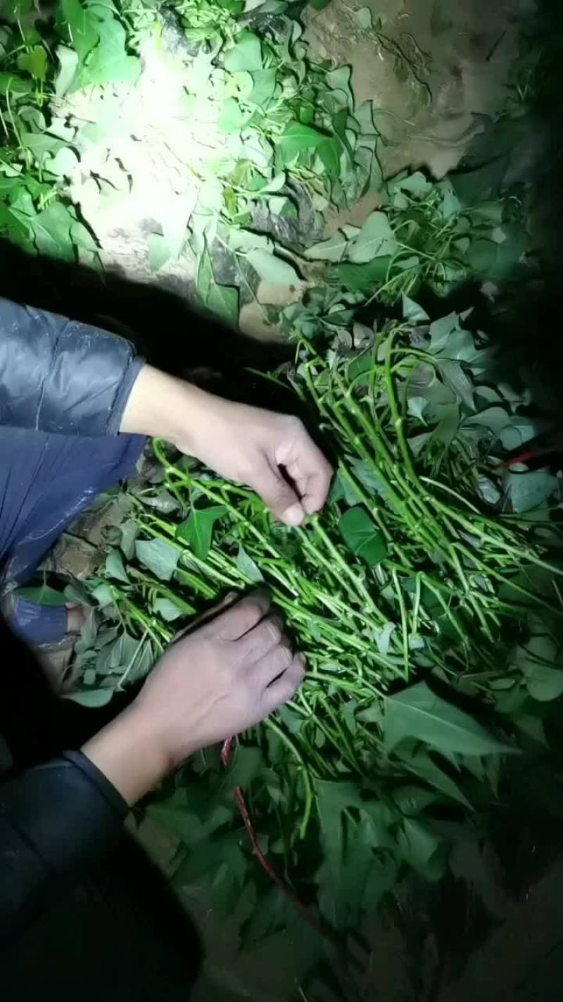 龙9，二五，西瓜黄，玛莎丽，洪尧，秦5，哈密