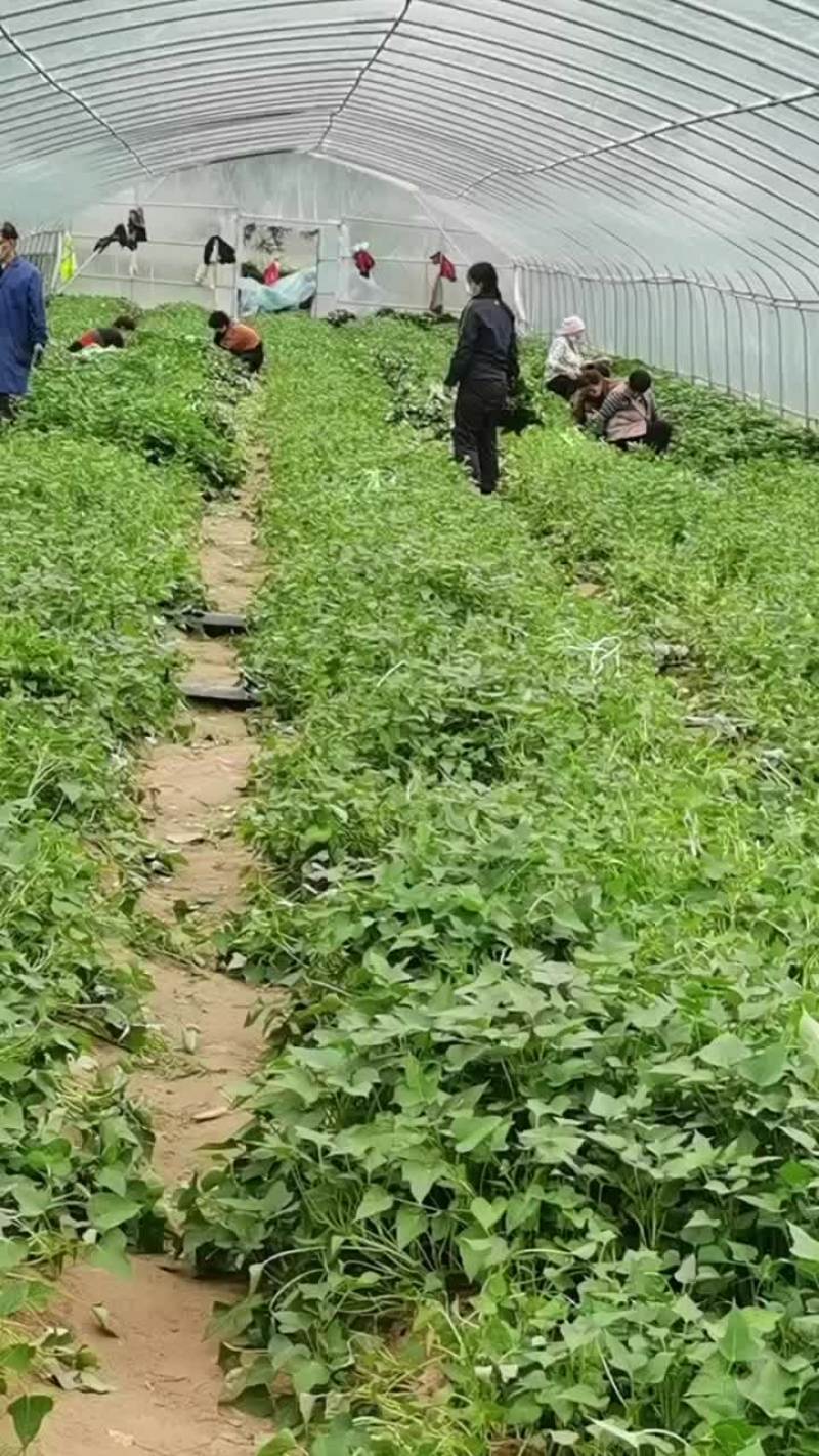 龙9，二五，西瓜黄，玛莎丽，洪尧，秦5，哈密