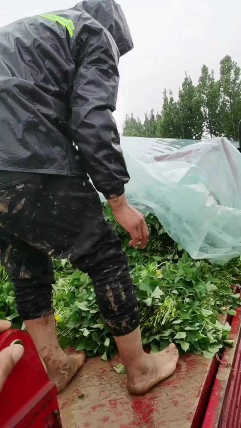 龙9，二五，西瓜黄，玛莎丽，洪尧，秦5，哈密