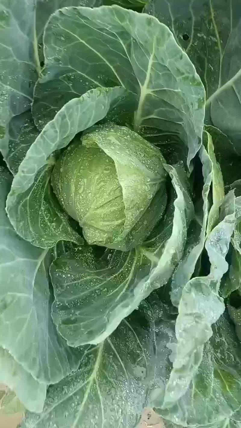 甘蓝