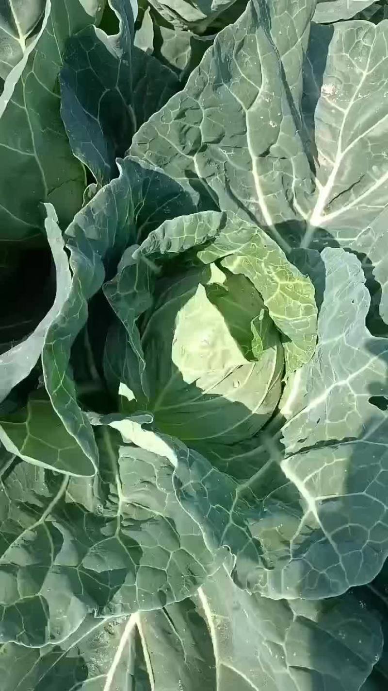 甘蓝