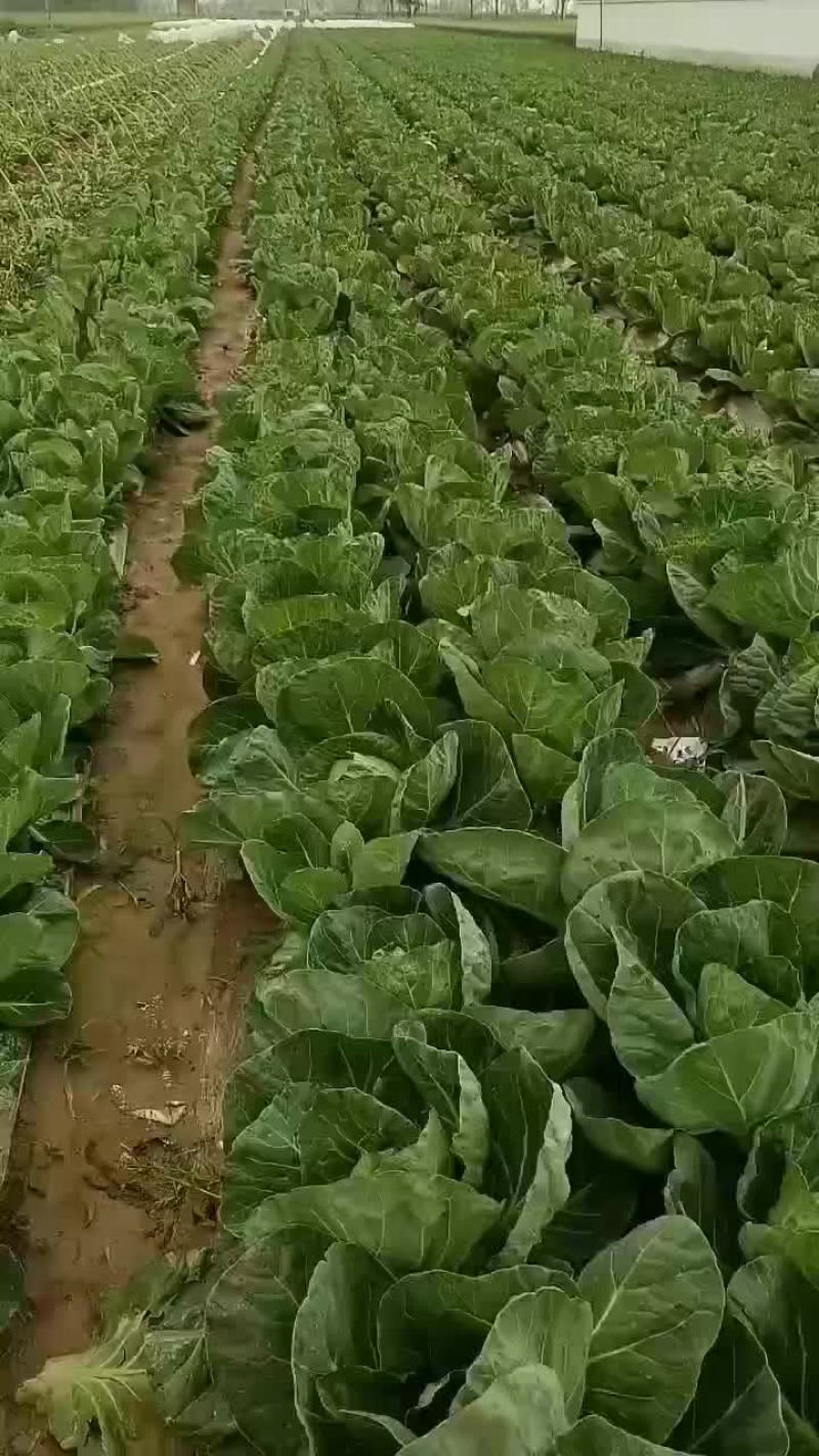 甘蓝