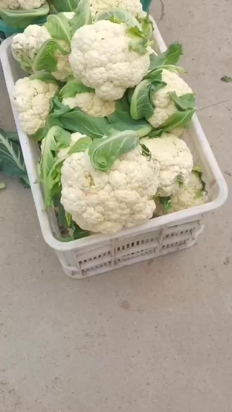 有机花，青梗，白面