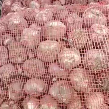 湿蒜头大量现货可发半挂需要的与我联系